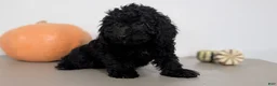 Havapoo dogs for sale: Mason - Ad 4