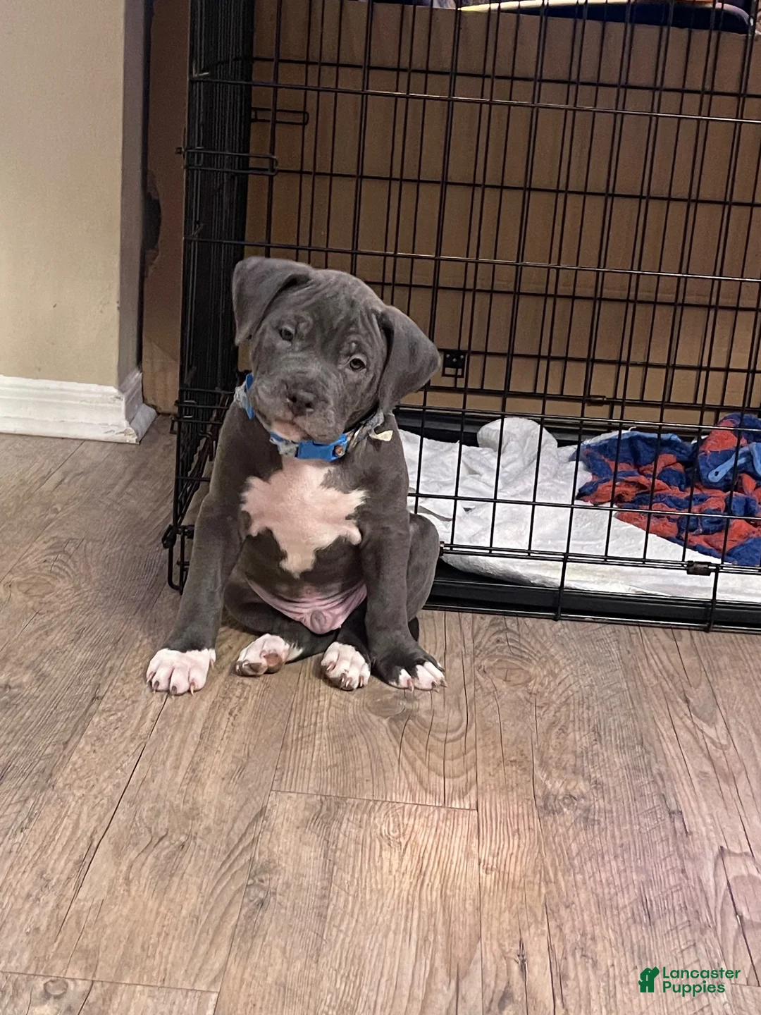 American Pit Bull Terrier dogs for sale: American Pit Bull Terrier 1 - Ad 1