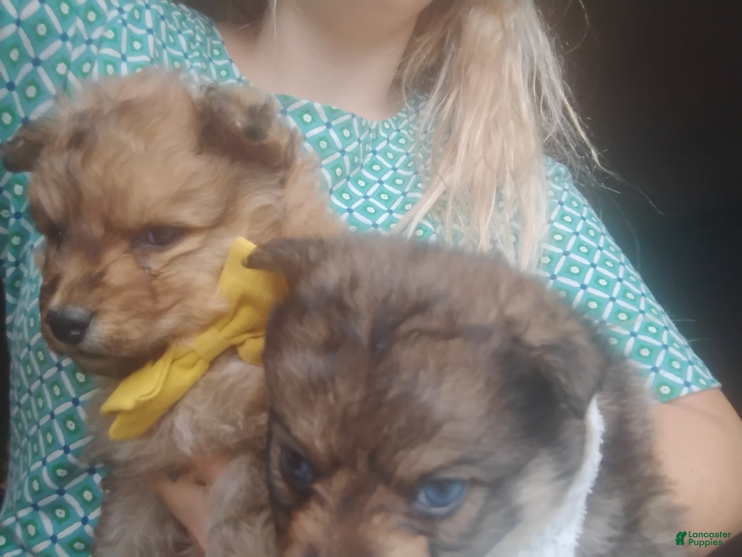 Pomsky dogs for sale: Pomsky Puppy 1 - Ad 6