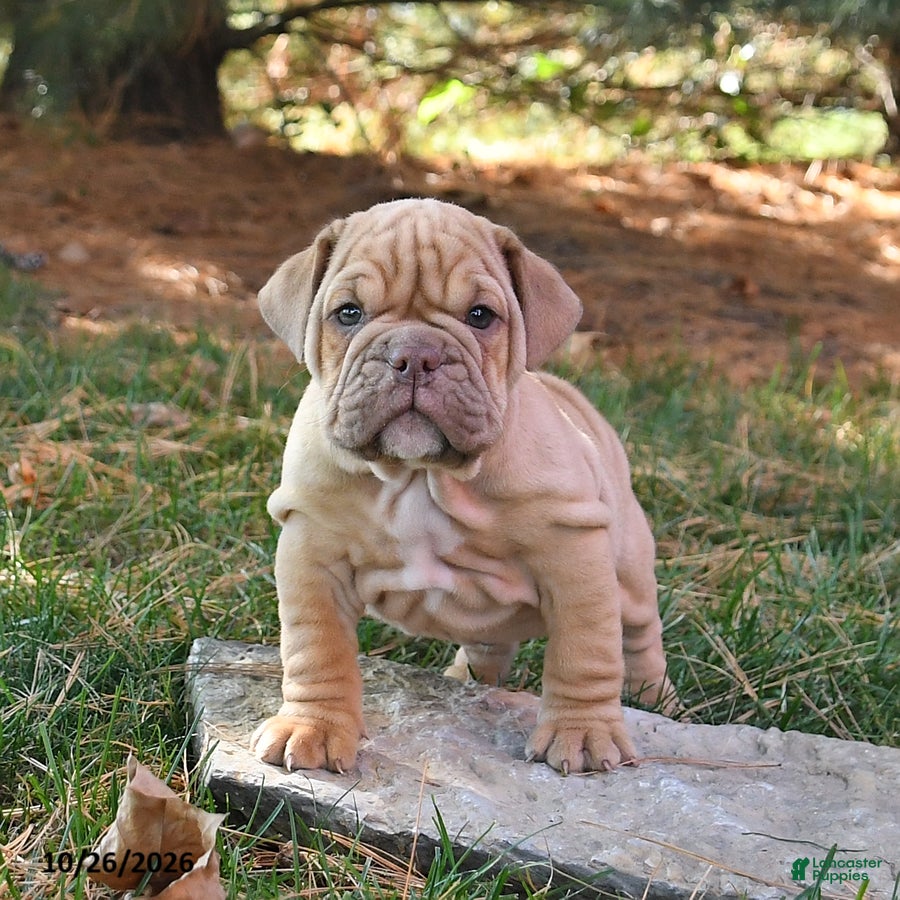 English Bulldog dogs for sale: Flinn - Ad 1