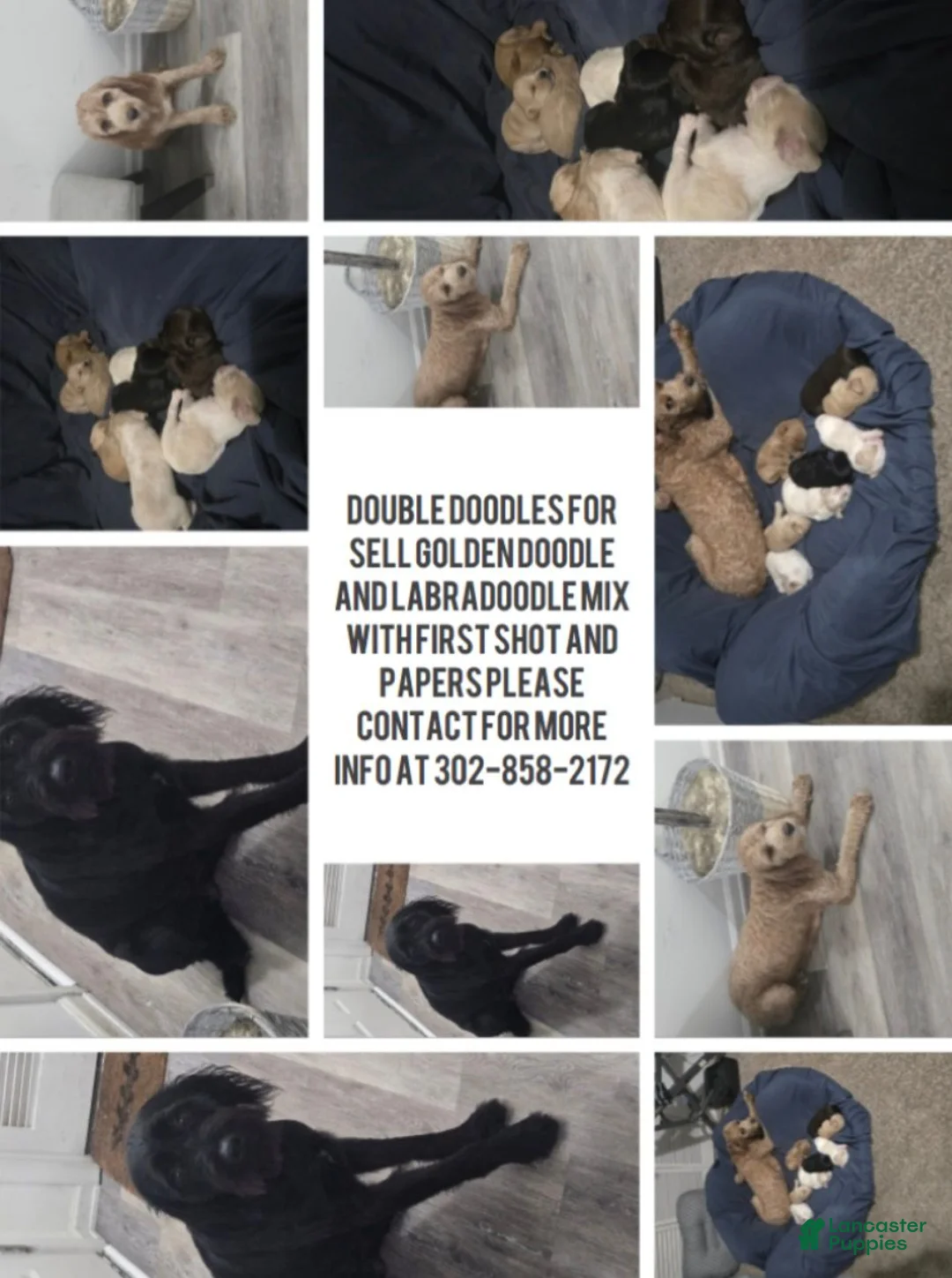 Double Doodle dogs for sale: Double Doodle -Goldie - Ad 5