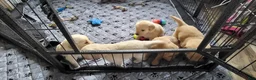 Golden Retriever dogs for sale: Golden Retriever 4 - Ad 3