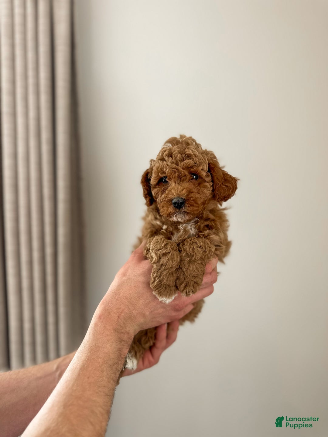 Mini Goldendoodle dogs for sale: Sailor - Ad 2