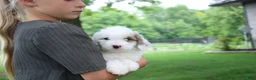 Mini Goldendoodle dogs for sale: Ria - Ad 3