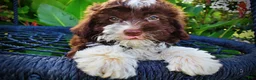 Havapoo dogs for sale: Dexter - Ad 3
