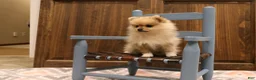 Pomeranian dogs for sale: Mickey - Ad 3