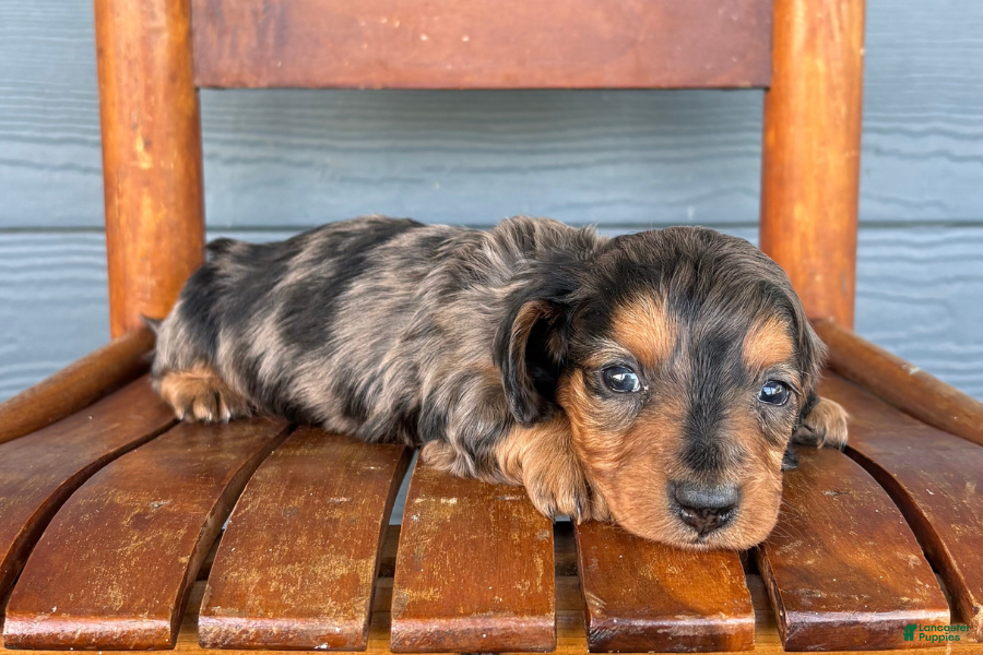 Miniature Dachshund dogs Denim - Ad 11