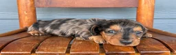 Miniature Dachshund dogs for sale: Denim - Ad 1
