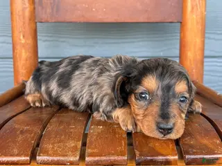 Miniature Dachshund dogs Denim - Ad 11