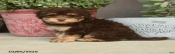 Havapoo dogs for sale: Theodore - Ad 3