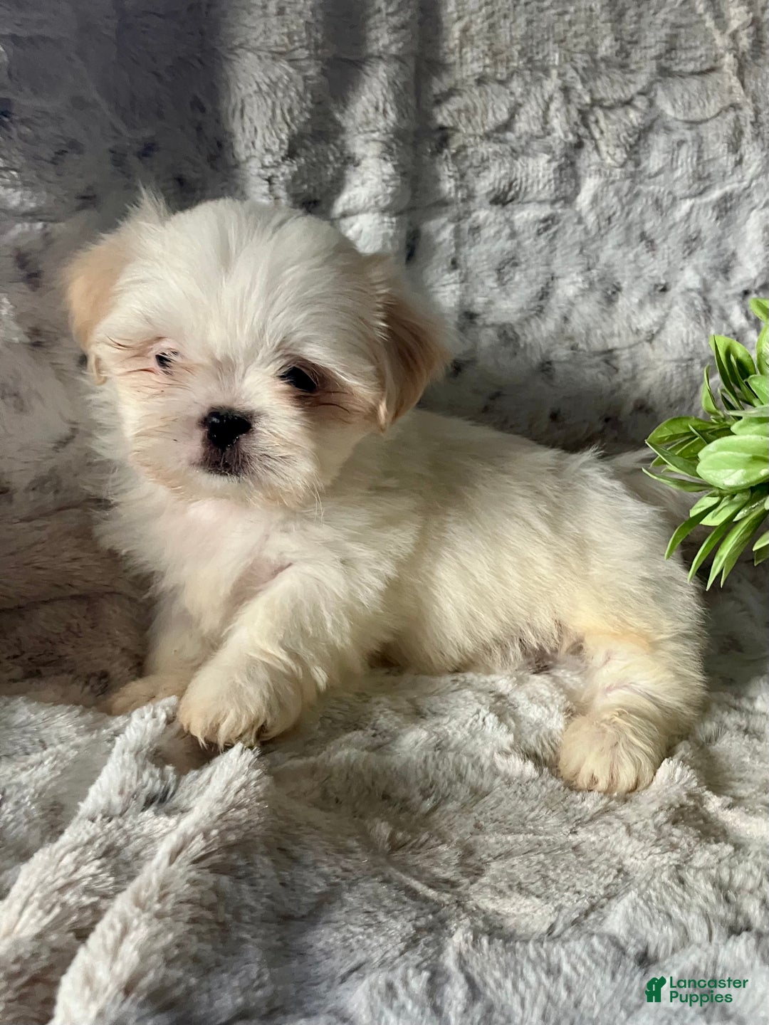 Shih Tzu dogs for sale: Luna - Ad 4