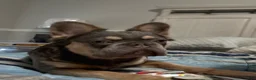 French Bulldog dogs for sale: French Bulldog 3 - Ad 4