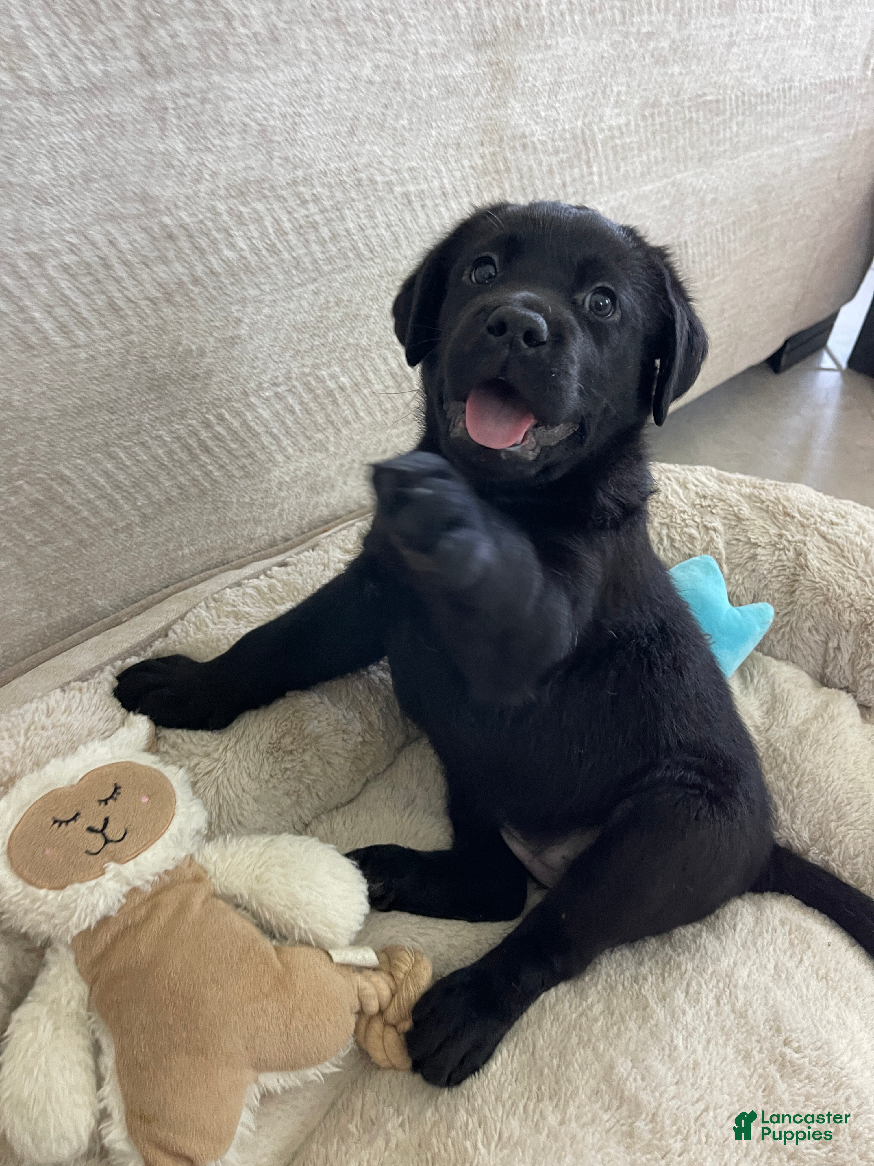 Labrador Retriever dogs Labrador Retriever 5 Lucky 🍀  - Ad 2