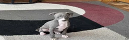 Italian Greyhound dogs for sale: Pj - Ad 5