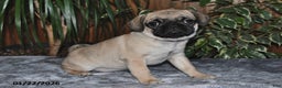 Puggle dogs for sale: Ollie - Ad 3