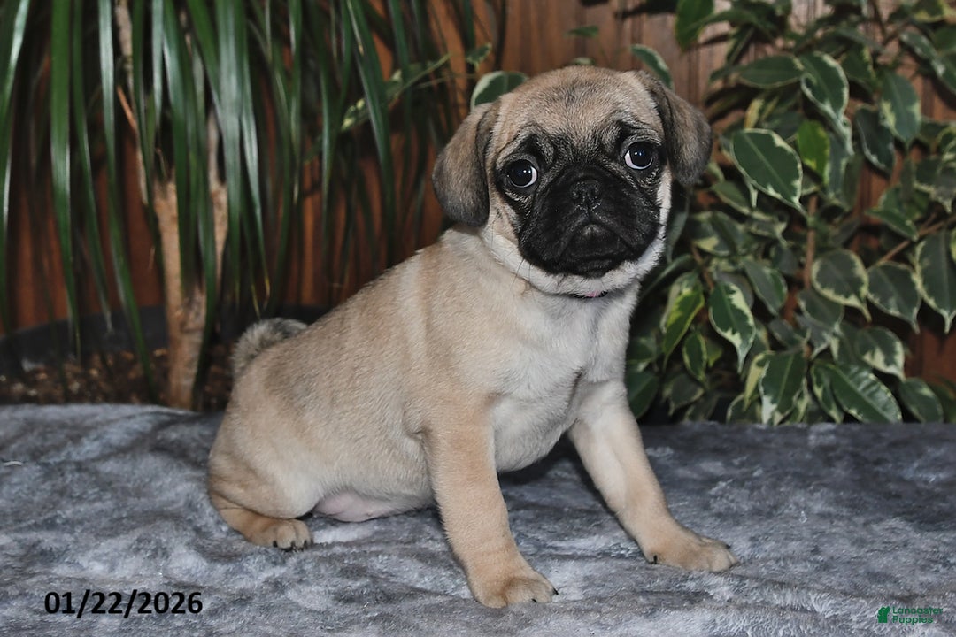 Puggle dogs for sale: Ollie - Ad 3