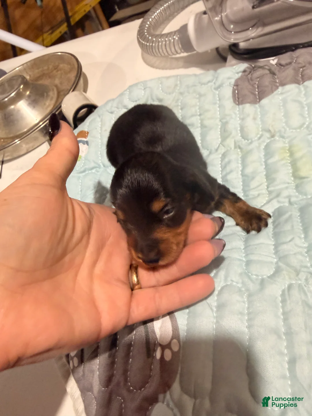 Dachshund dogs for sale: Dachshund 1 - Ad 1