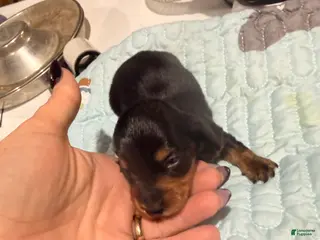 Dachshund dogs Dachshund 1 - Ad 15