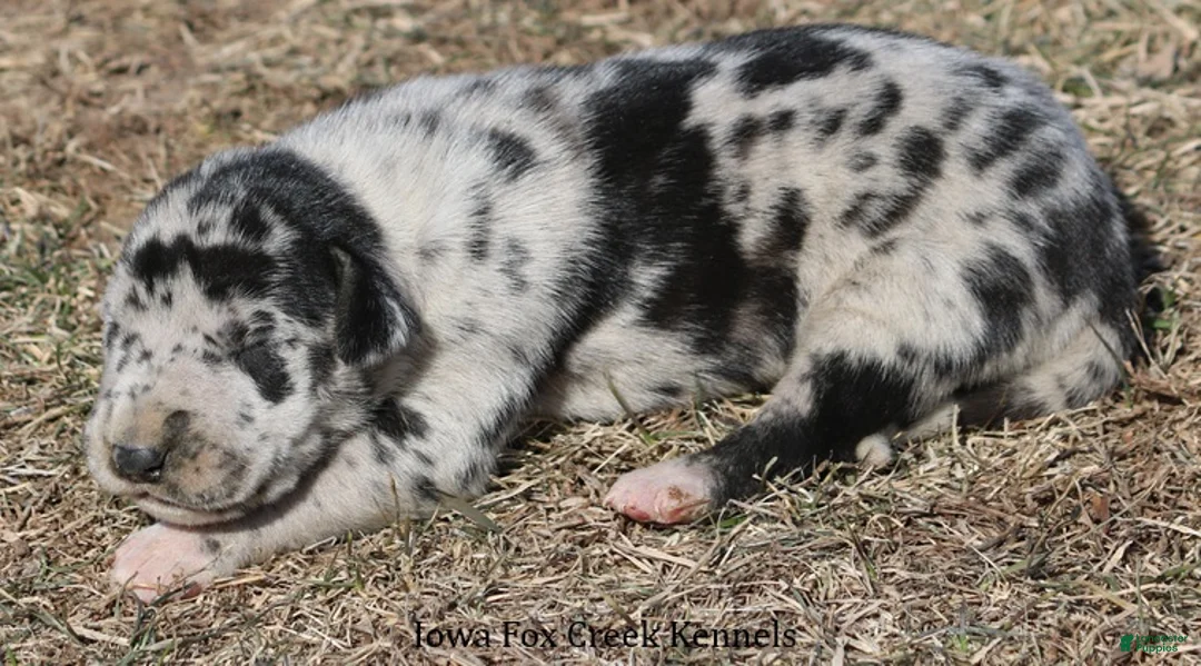 Great Dane dogs for sale: Holly - Ad 2