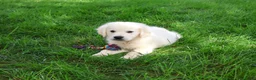 Golden Retriever dogs for sale: Turbo - Ad 8