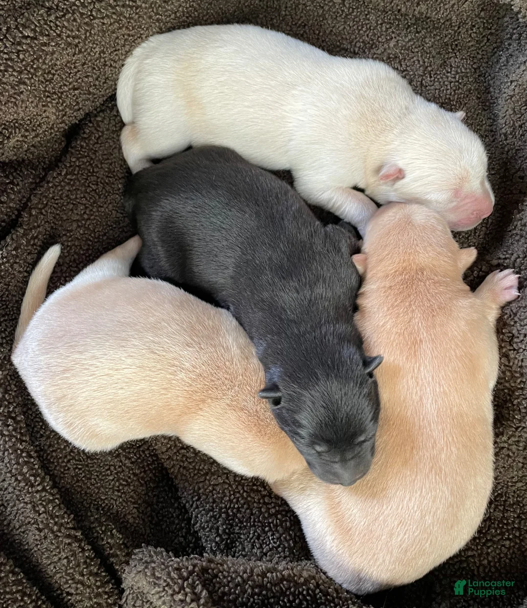 Mixed Breed dogs for sale: Chowsky boy - Ad 1