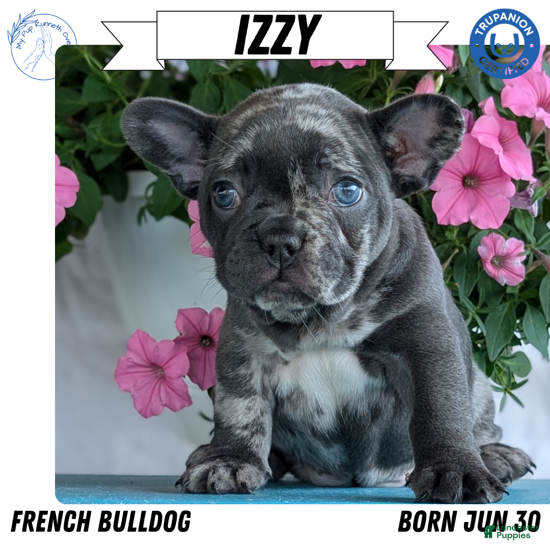 South Africa Unregistered French Bulldog Puppies For Sale French