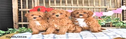 Cavapoo dogs for sale: Adora - Ad 5