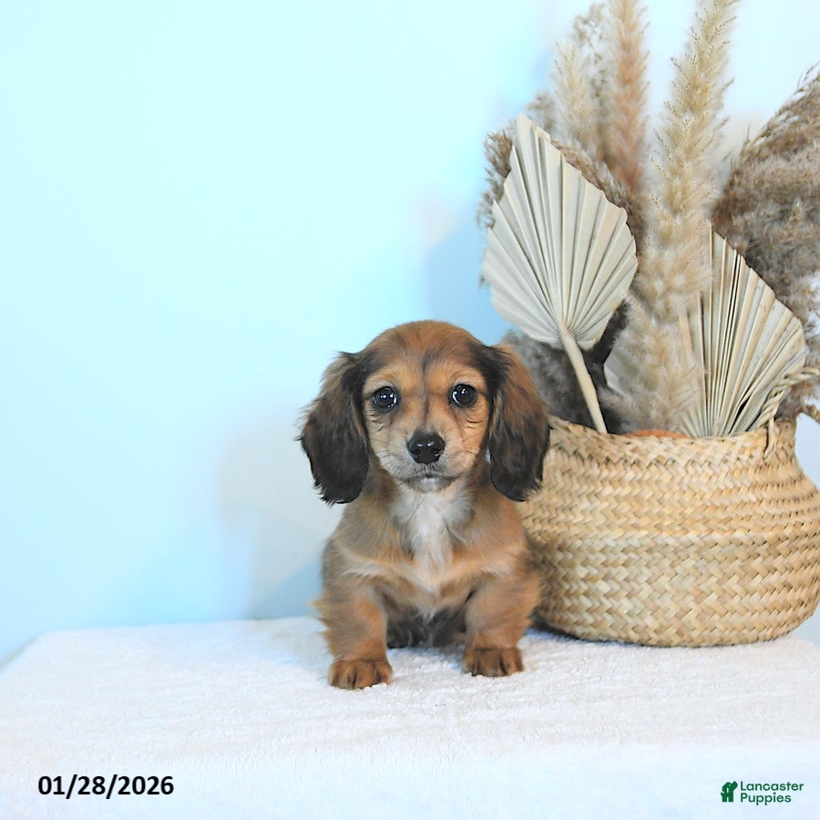 Miniature Dachshund dogs Twila - Ad 15
