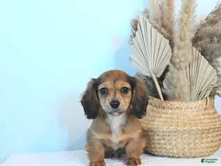 Miniature Dachshund dogs Twila - Ad 15