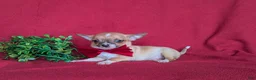 Chihuahua dogs for sale: Jethro 6 lbs Full Grown - Ad 5