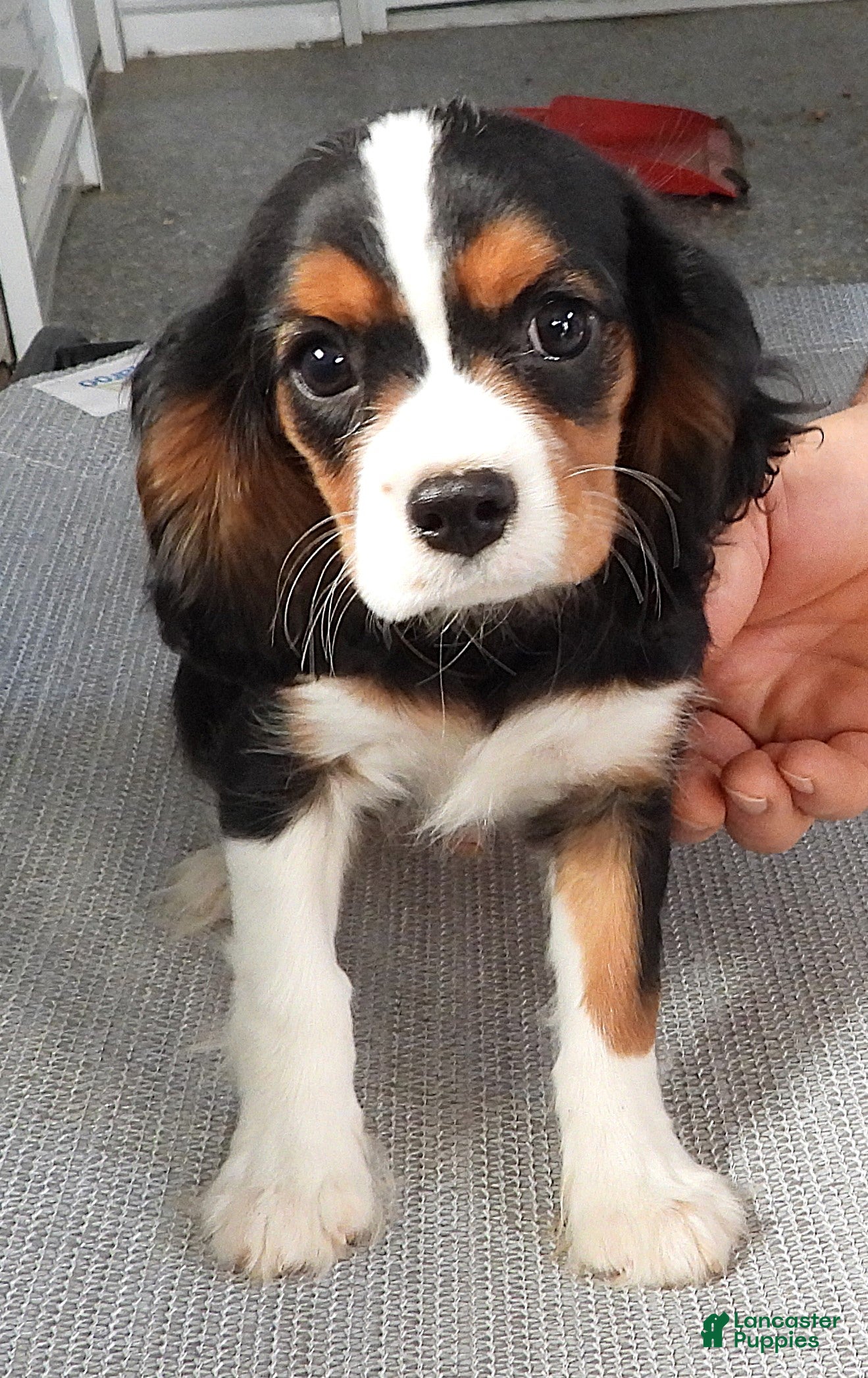 Cavalier King Charles Spaniel dogs Cavalier King Charles Spaniel Puppy 1 - Ad 18