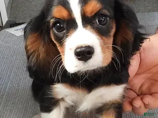 Cavalier King Charles Spaniel dogs Cavalier King Charles Spaniel Puppy 1 - Ad 18