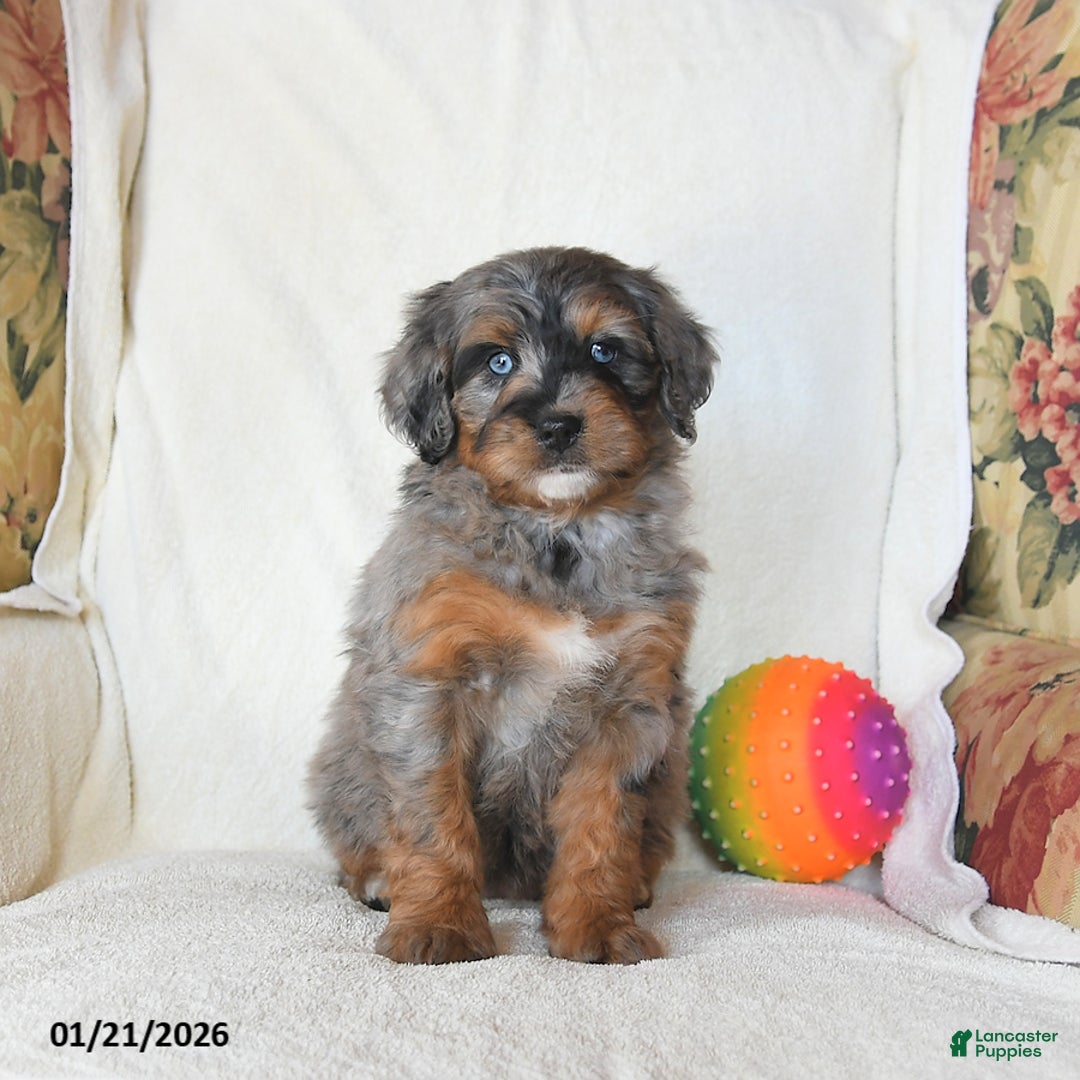 Mini Bernedoodle dogs for sale: Remy - Ad 3