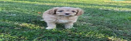 Cavapoo dogs for sale: Red - Ad 4