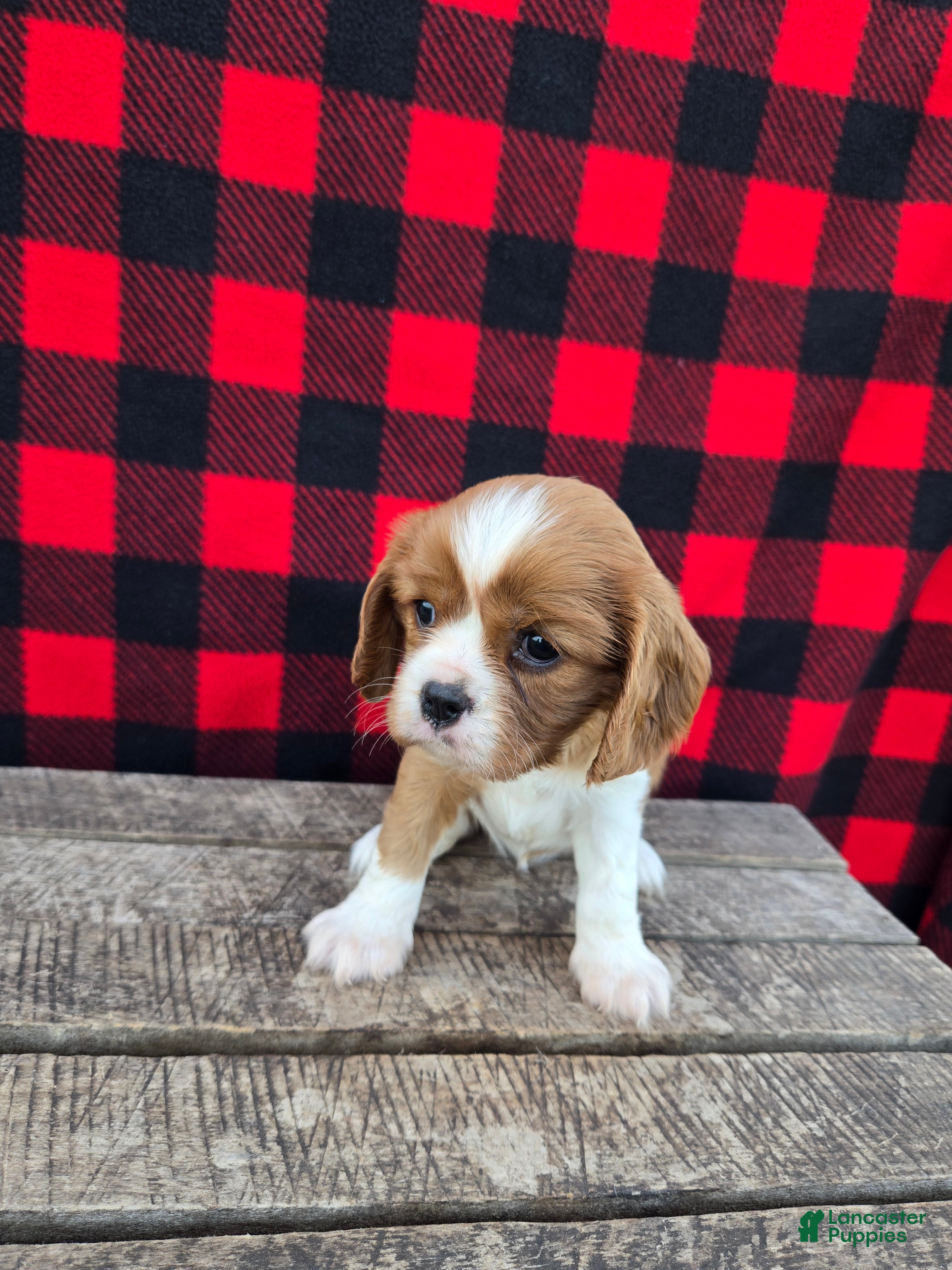 Cavalier King Charles Spaniel dogs Buttercup - Ad 2