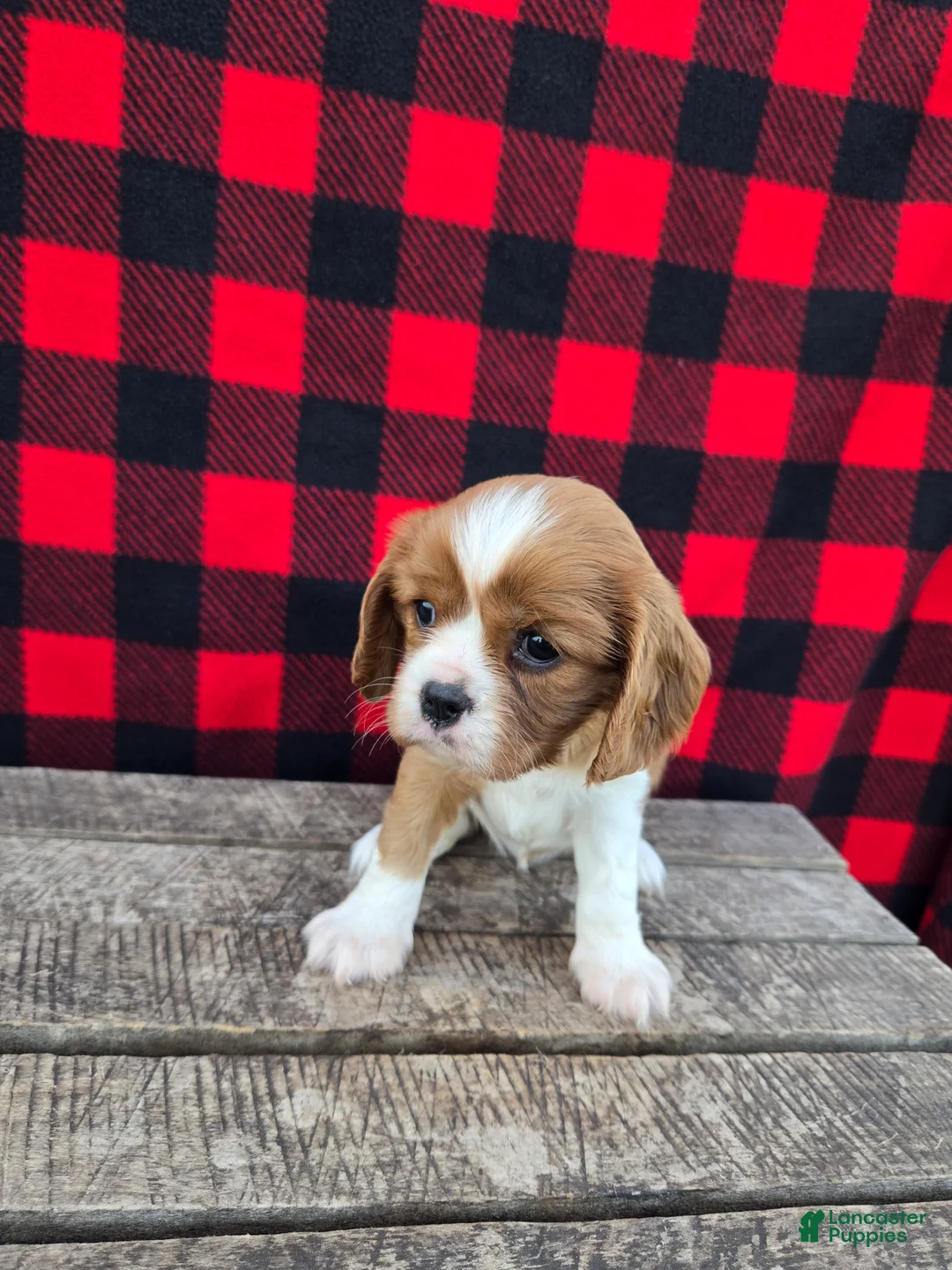 Cavalier King Charles Spaniel dogs for sale: Buttercup - Ad 2