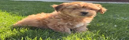 Shorkie dogs for sale: Peter Pan  - Ad 5