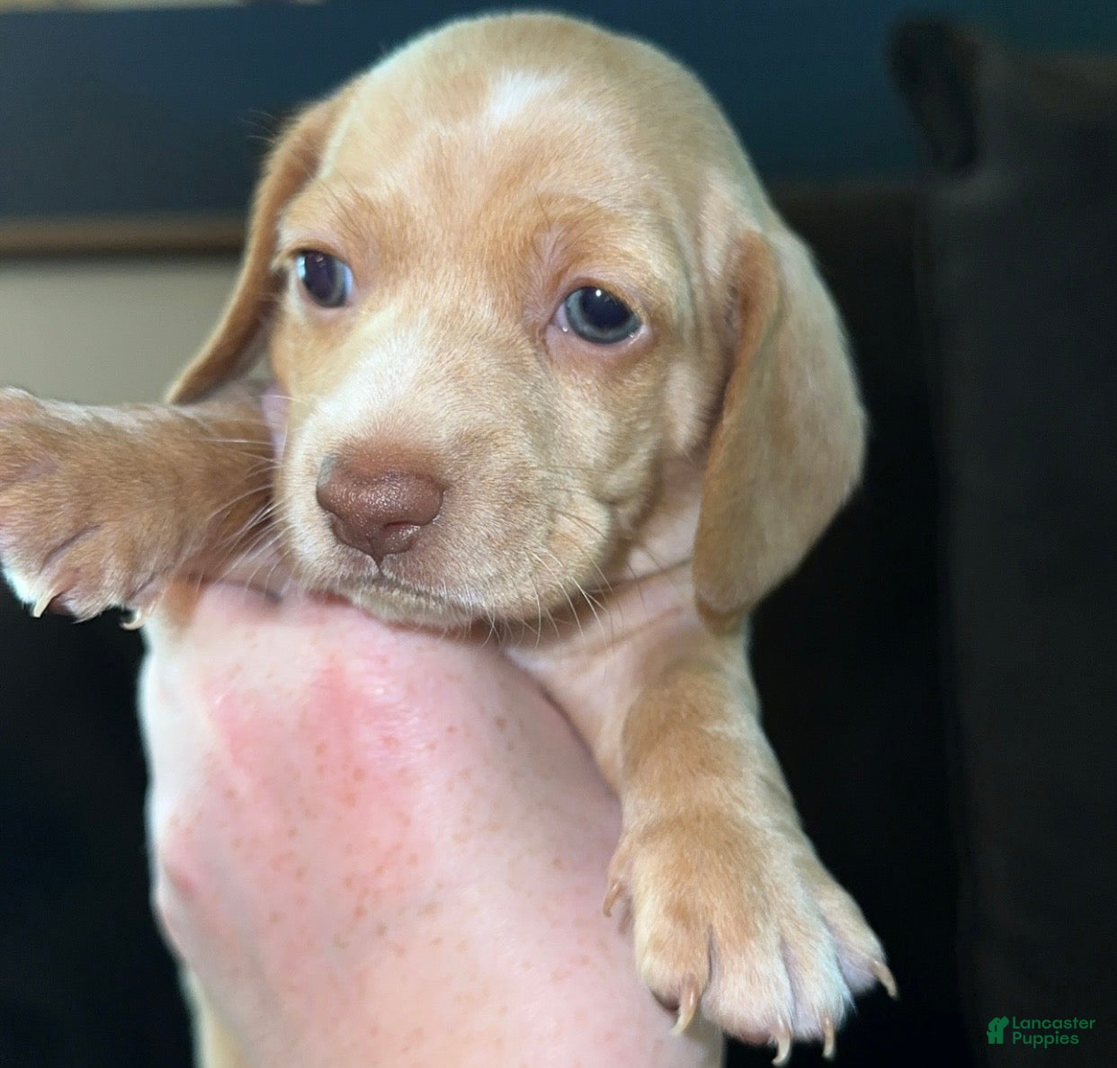 Miniature Dachshund dogs Miniature Dachshund Puppy 5 - Ad 12