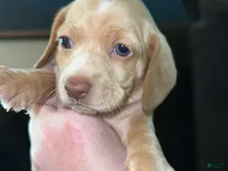 Miniature Dachshund dogs Miniature Dachshund Puppy 5 - Ad 12