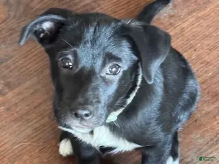 Mixed Breed dogs for sale: Saydee - Ad 1