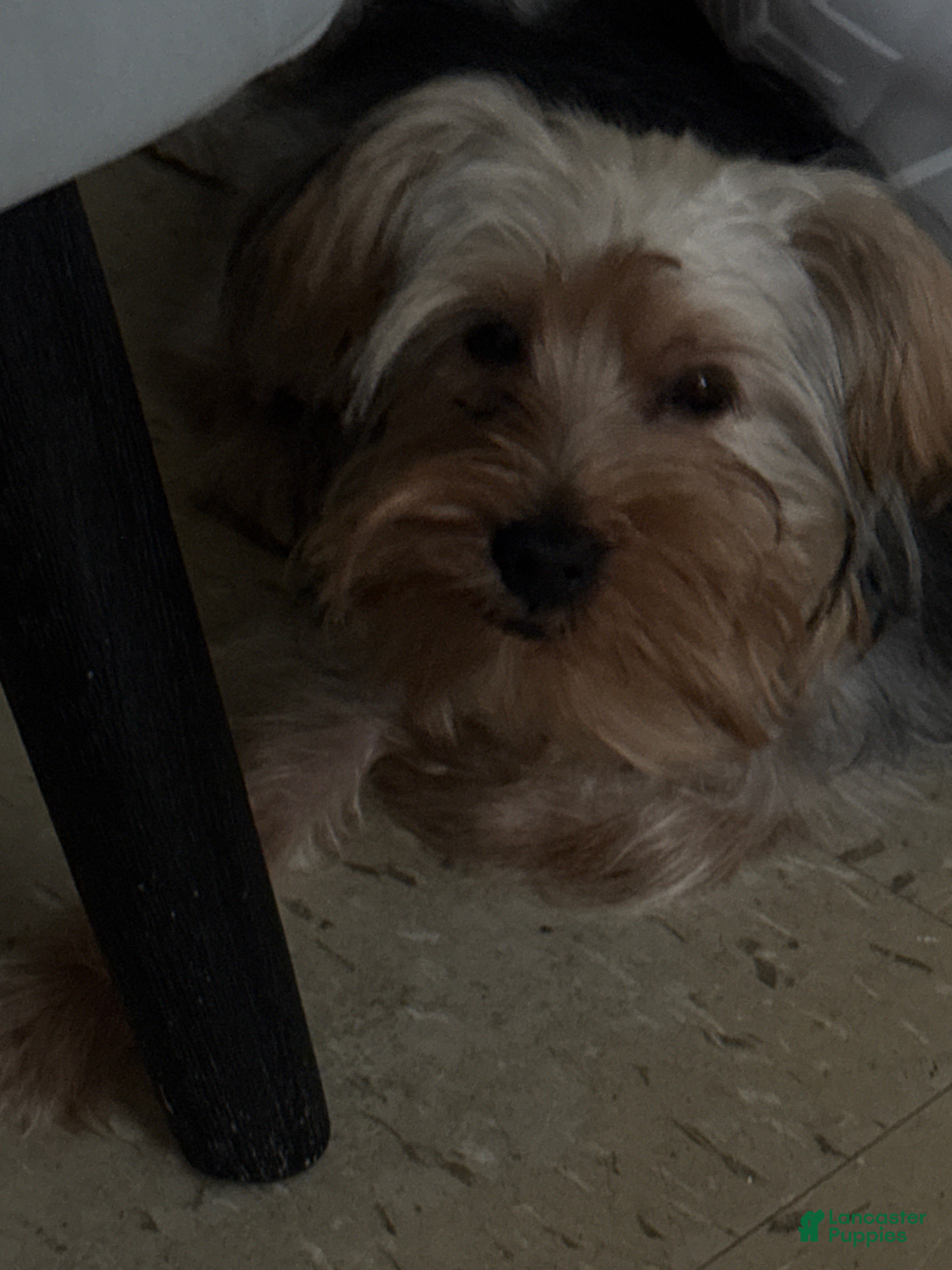 Yorkshire Terrier dogs Yorkshire Terrier 1 - Ad 28
