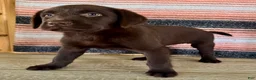Labrador Retriever dogs for sale: Raptor  - Ad 5