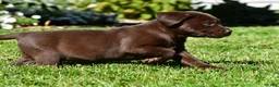 Labrador Retriever dogs for sale: Chai - Ad 6