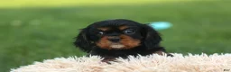 Cavalier King Charles Spaniel dogs for sale: Kona 💛🐾 - Ad 10