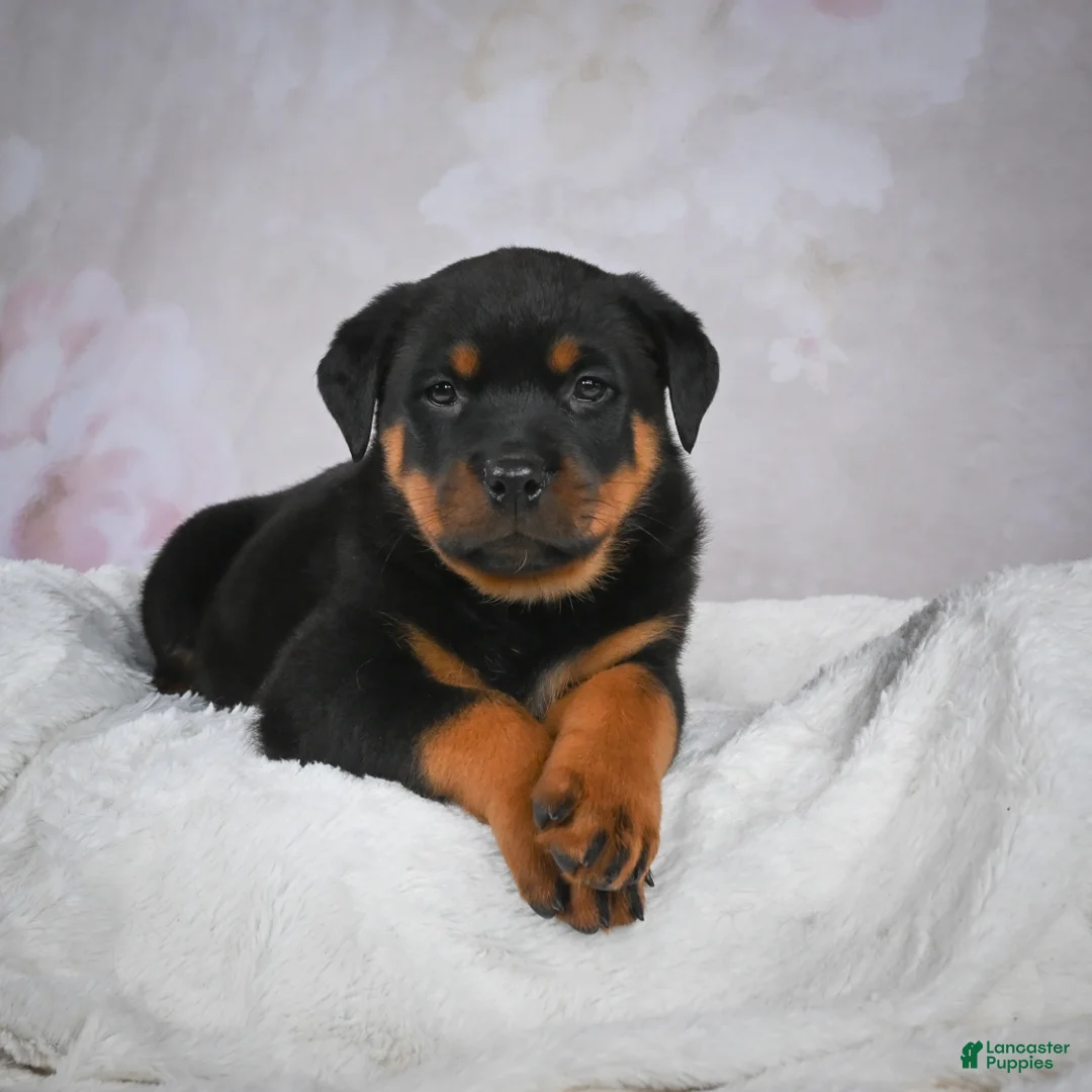 Rottweiler dogs for sale: Turbo - Ad 8