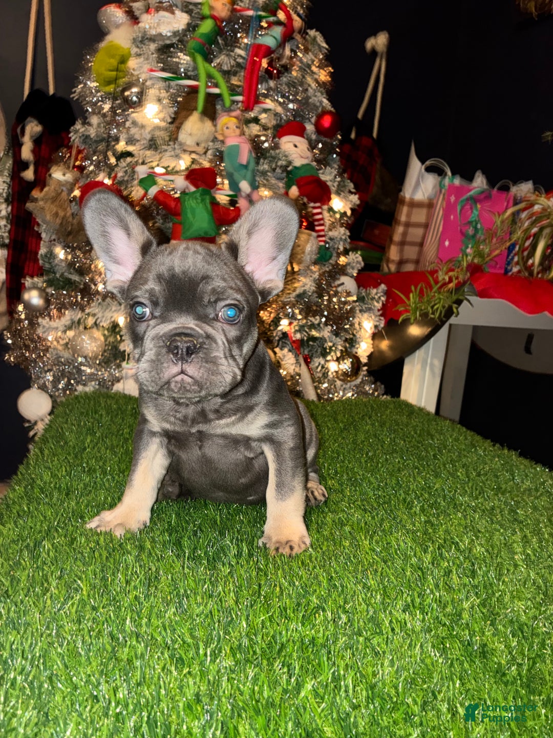 French Bulldog dogs for sale: Armani - Ad 8