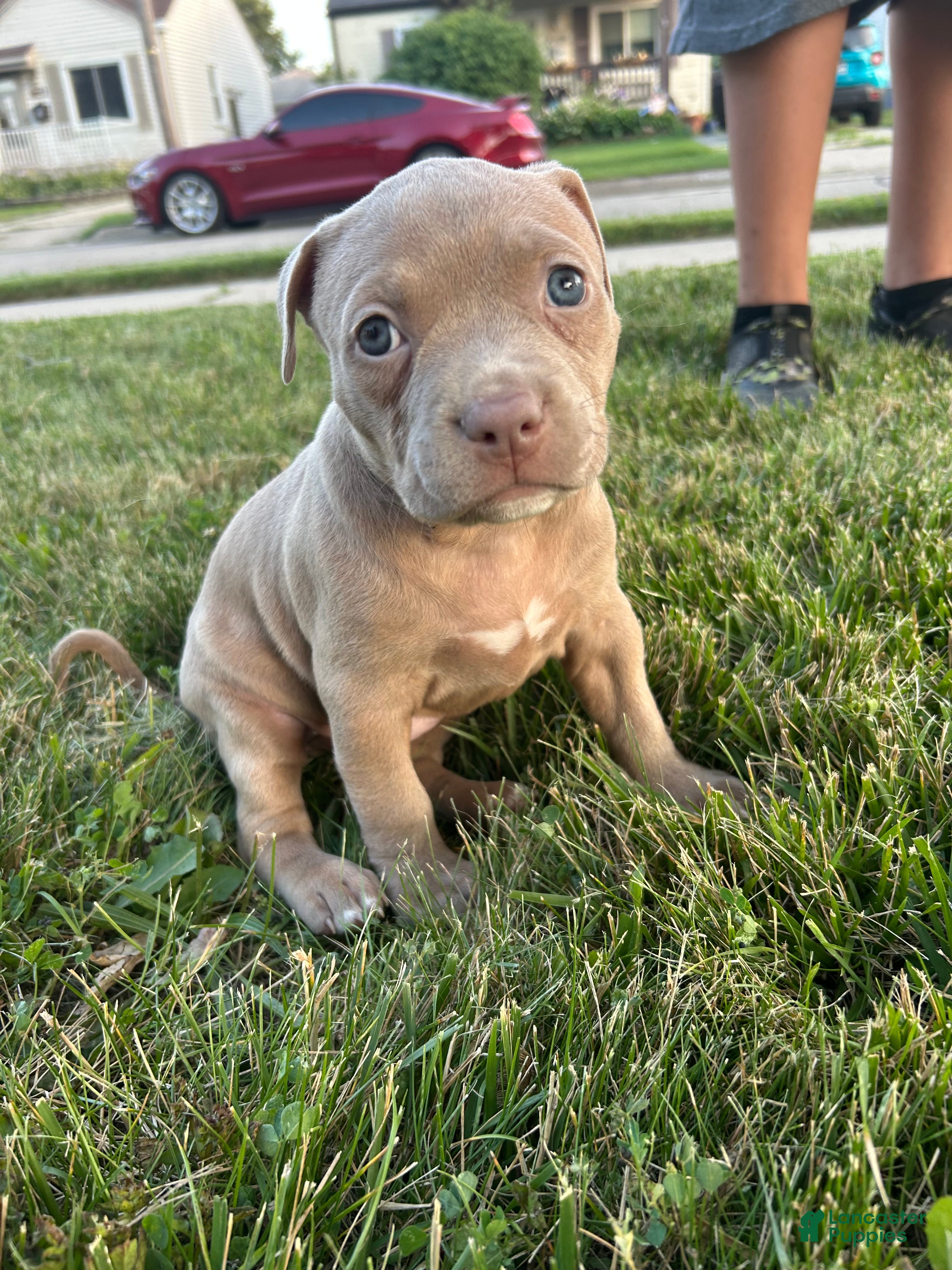 Mixed Breed dogs Brown girl - Ad 4