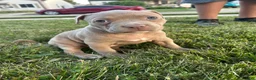 Mixed Breed dogs for sale: Brown girl - Ad 1