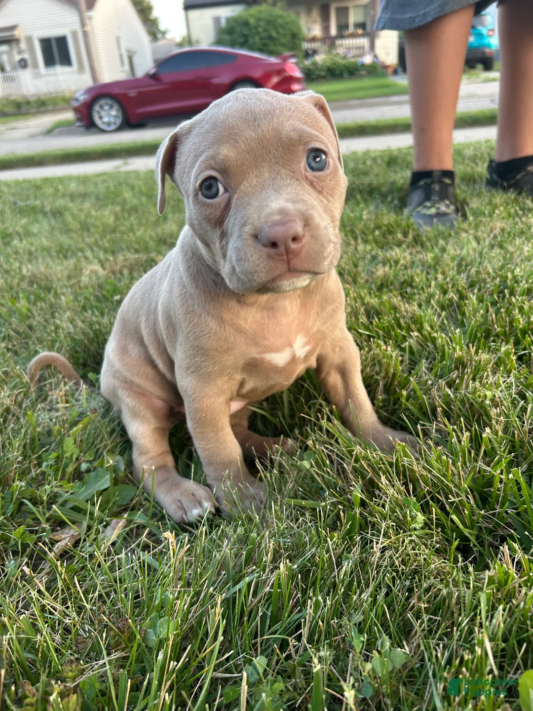 Mixed Breed dogs for sale: Brown girl - Ad 1
