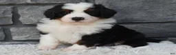 Mini Bernedoodle dogs for sale: Cuddles  - Ad 1
